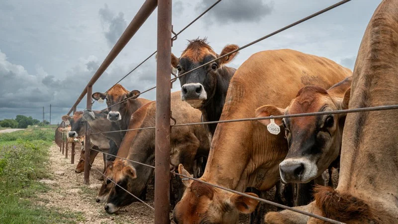 texas cattle