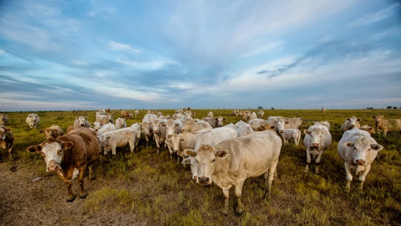 texcow